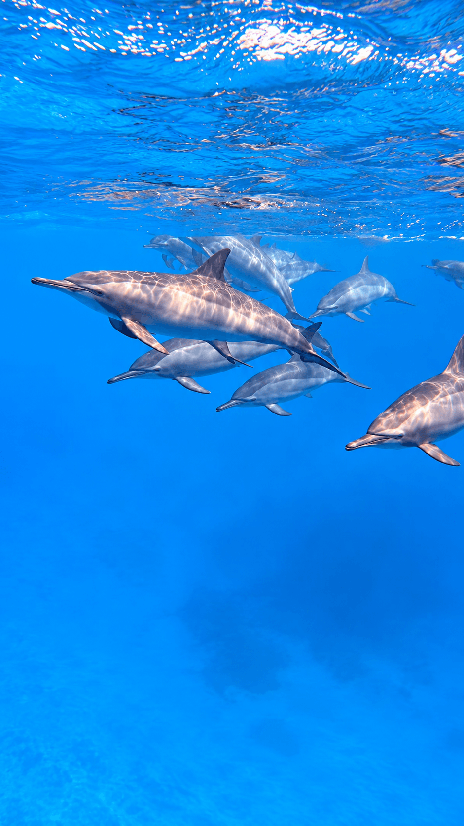 Dolphin House Snorkeling Trip from Hurghada